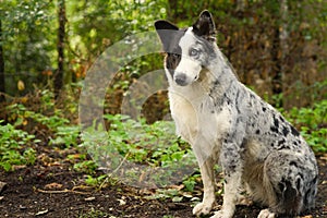 Portrait of shepherd dog white and black fur ue eye g straight ears
