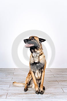 Portrait of a shepherd malinois in a room sits on the floor