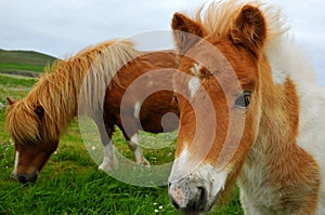 Portrait of shetland pony photo