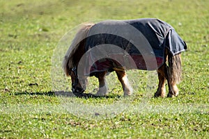 A portrait of a shetland pony wearing a saddle blanket, saddle cloth, numnah or saddle pad grazing on a grass field