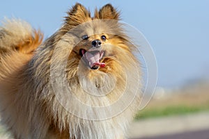 Portrait of a shetland sheepdog