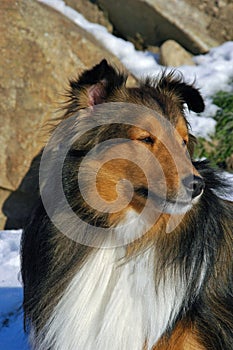 Portrait of a Shetland Sheepdog