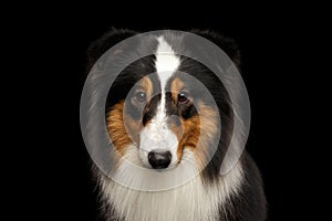 Portrait of Shetland Sheepdog on Isolated black background