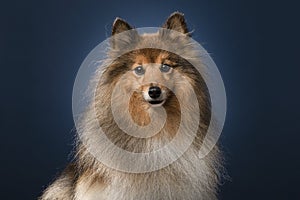 Portrait of a shetland sheepdog looking at the camera on a dark blue background