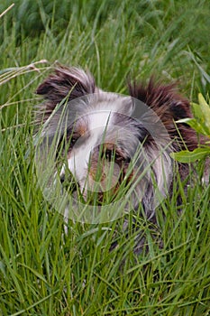 Portrait of a Shetland Sheepdog in Tall Grass