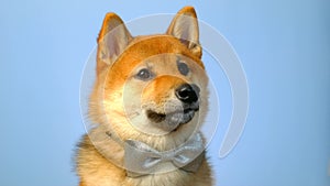 Portrait of Shiba Inu dog.