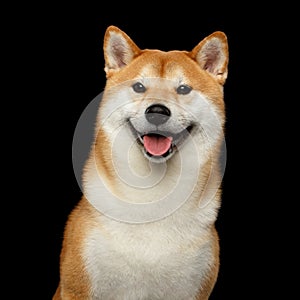 Portrait of Shiba inu Dog Isolated Black Background