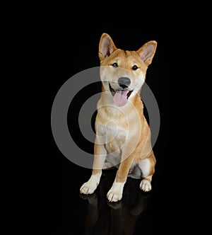 Portrait shiba inu puppy dog looking at camera, sticking tongue out and sitting. Obedience concept. Isolated on black background