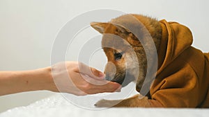 portrait of a shiba inu puppy eating a tasty treat from the owner's hand