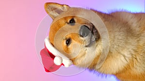 Portrait Shiba Inu with red Santa Claus Hat
