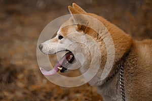 Portrait of Shiba Inu sticking out tongue, dog, pet, animals