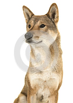 Portrait of a Shikoku dog looking away to the left isolated on a white background