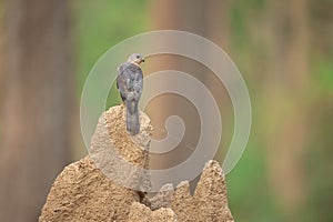 Portrait of a Shikra(Accipiter badius) male perched on a termite hill