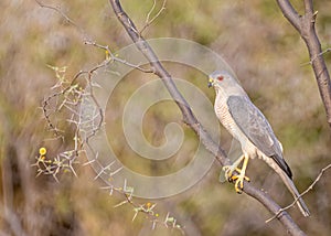 Portrait of a shikra on tree