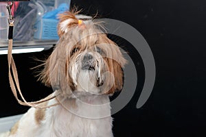 Portrait of a shitzu dog in close-up on a black background