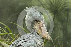 Portrait of shoebill