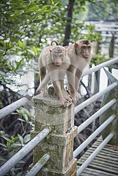 Portrait shof of the behavior rhesus macaques monkey