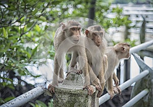 Portrait shof of the behavior rhesus macaques monkey