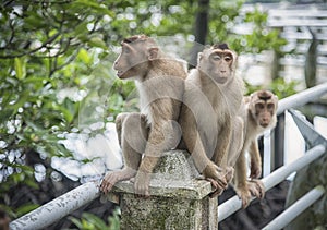 Portrait shof of the behavior rhesus macaques monkey