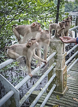 Portrait shof of the behavior rhesus macaques monkey