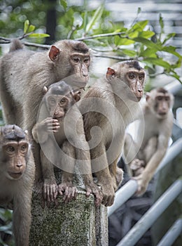 Portrait shof of the behavior rhesus macaques monkey