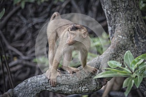 Portrait shof of the behavior rhesus macaques monkey