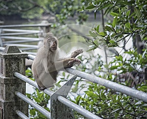 Portrait shof of the behavior rhesus macaques monkey