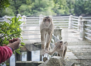 Portrait shof of the behavior rhesus macaques monkey