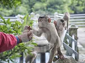 Portrait shof of the behavior rhesus macaques monkey