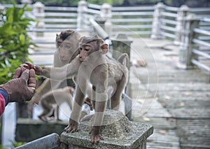 Portrait shof of the behavior rhesus macaques monkey