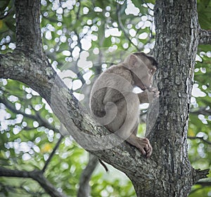 Portrait shof of the behavior rhesus macaques monkey