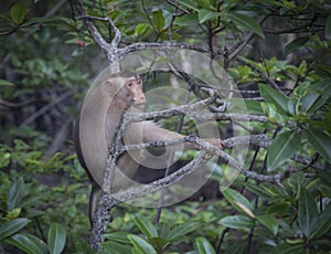 Portrait shof of the behavior rhesus macaques monkey