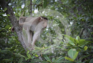 Portrait shof of the behavior rhesus macaques monkey