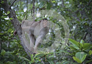 Portrait shof of the behavior rhesus macaques monkey