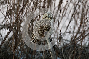 Portrait of short eared owl