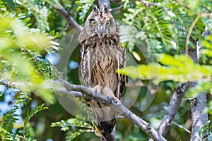 Portrait of the short-eared owl Asio flammeus. An owl hides on the branches of a tree on a hot day