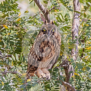 Portrait of the short-eared owl Asio flammeus. An owl hides on the branches of a tree on a hot day