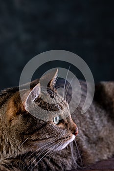 Portrait of shorthair grey cat with big wide face on Isolated Black background