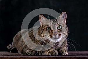 Portrait of shorthair grey cat with big wide face on Isolated Black background