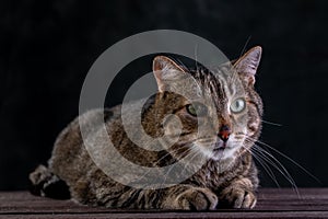 Portrait of shorthair grey cat with big wide face on Isolated Black background