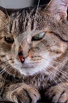 Portrait of shorthair grey cat with big wide face on Isolated Black background