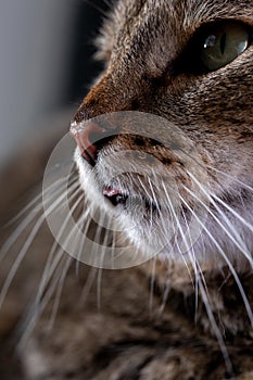 Portrait of shorthair grey cat with big wide face on Isolated Black background