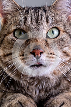 Portrait of shorthair grey cat with big wide face on Isolated Black background