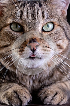 Portrait of shorthair grey cat with big wide face on Isolated Black background