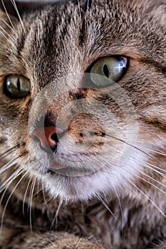 Portrait of shorthair grey cat with big wide face on Isolated Black background