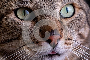 Portrait of shorthair grey cat with big wide face on Isolated Black background