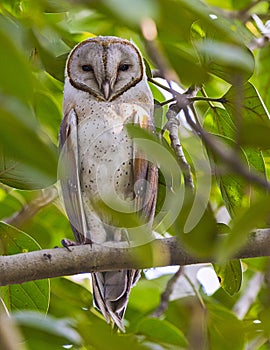 Portrait shot of barn owl perched on ficus tree