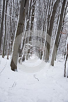 A portrait shot of beech tree rows in winter forest at Holosiivskyi National Nature Park, Kyiv, Ukraine