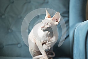 Portrait shot of a cat. White sphynx cat on blue chair