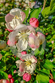 Portrait shot of cherry blossom in spring in england